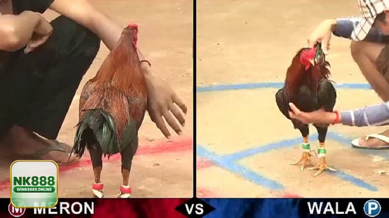 Thuật ngữ đá gà - Dấu hiệu và cách gọi liên quan cựa: mau cựa, gà cựa