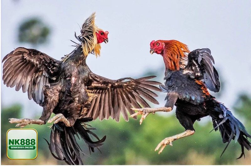 Đá Gà NK888 - Đá gà Thomo