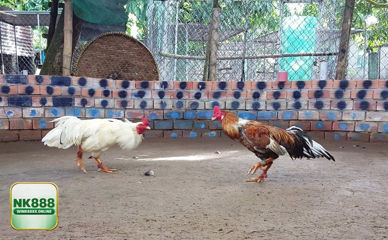 Đá Gà Thomo - Cựa dao: nhanh, mạnh và nhiều bất ngờ