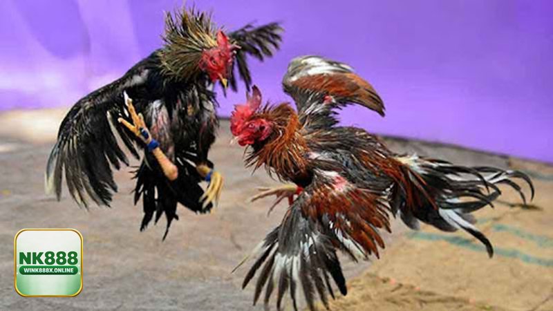 Đá Gà Thomo - Nguồn gốc trường gà Thomo và vì sao nổi tiếng