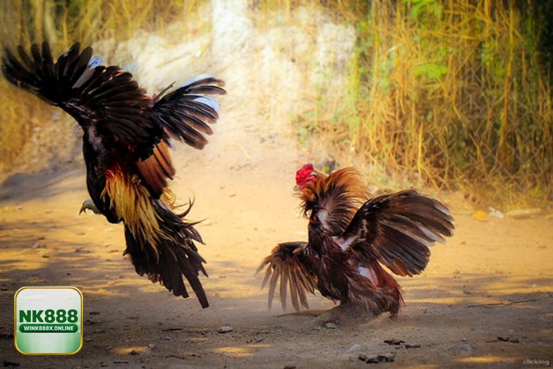 Đá Gà Thomo - Thời gian hiệp đấu và quy định dừng trận