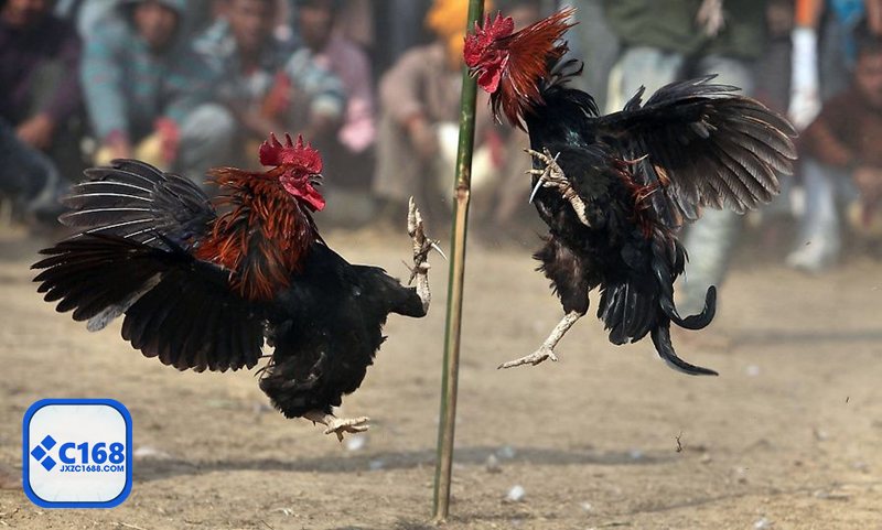 Đá gà c1688 - Cựa dao: nhanh, dứt điểm, quan trọng nhất là thời điểm vào kèo Đá gà c1688 - Cựa dao: nhanh, dứt điểm, quan trọng nhất là thời điểm vào kèo