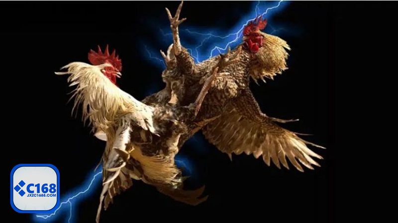 Đá gà tre - Nhịp đấu nhanh, dễ nắm bắt