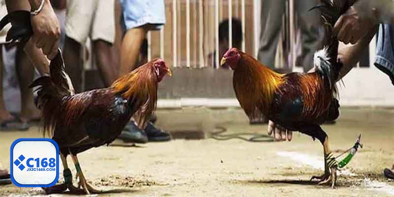 Đá gà đòn - Thể lực bền bỉ là nền tảng quan trọng