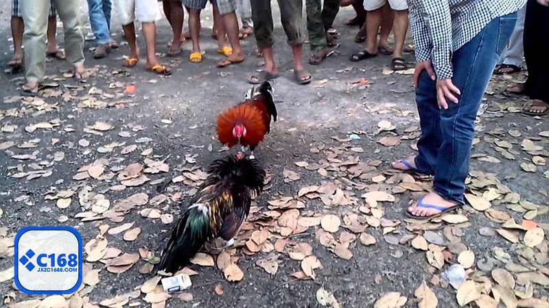 Đá gà tre - Nhìn thể trạng và phong thái trước giờ vào sân