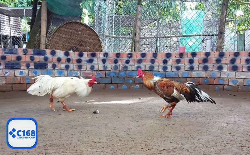 Đá gà đòn - Nhìn dáng đứng để đoán cửa sáng