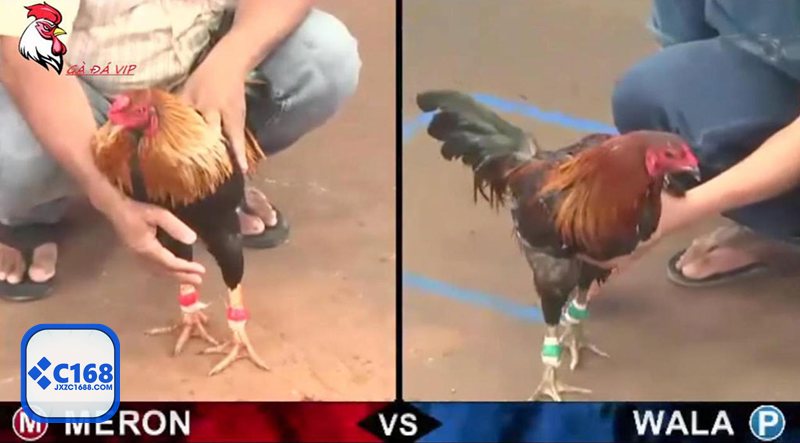 Đá gà c1688 - Bảng kèo rõ ràng, thao tác gọn nên ít bị cuốn theo cảm xúc Đá gà c1688 - Bảng kèo rõ ràng, thao tác gọn nên ít bị cuốn theo cảm xúc