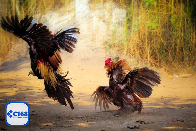 Đá gà c1688 - Đá gà c1688: Sảnh trực tiếp có gì đáng chú ý? Đá gà c1688 - Đá gà c1688: Sảnh trực tiếp có gì đáng chú ý?