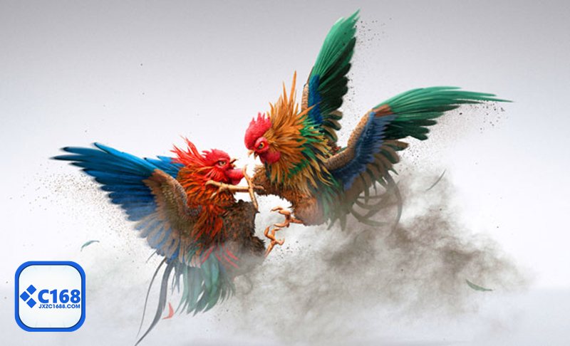 Đá gà tre - Lối ra đòn linh hoạt của chiến kê