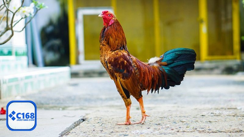 Đá gà đòn - Trải nghiệm theo dõi mạch lạc, dễ nắm bắt